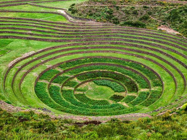  maras